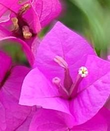 Flower2.jpg
