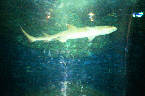 lshark.jpg