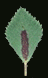 mt-leave.png