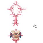 Circle of Willis